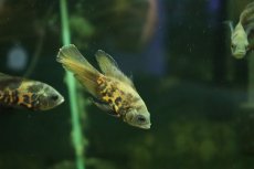 画像1: 【淡水魚】【通販】新着 ロングフィン スパイダーハイイエローオスカー【1匹 サンプル画像】(±7-8cm)(大型魚)(生体)(熱帯魚)NKO (1)