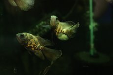 画像2: 【淡水魚】【通販】新着 ロングフィン スパイダーハイイエローオスカー【1匹 サンプル画像】(±7-8cm)(大型魚)(生体)(熱帯魚)NKO (2)