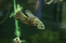 画像3: 【淡水魚】【通販】新着 ロングフィン スパイダーハイイエローオスカー【1匹 サンプル画像】(±7-8cm)(大型魚)(生体)(熱帯魚)NKO (3)