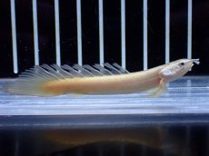 画像1: 【通販 淡水魚】ポリプテルス ロングフィン リューシースティックセネガルス【１匹 サンプル画像】(±7cm)(大型魚)(生体)(熱帯魚)NKO (1)