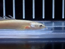 画像2: 【通販 淡水魚】ポリプテルス ロングフィン リューシースティックセネガルス【１匹 サンプル画像】(±7cm)(大型魚)(生体)(熱帯魚)NKO (2)