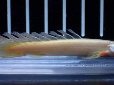 画像3: 【通販 淡水魚】ポリプテルス ロングフィン リューシースティックセネガルス【１匹 サンプル画像】(±7cm)(大型魚)(生体)(熱帯魚)NKO (3)