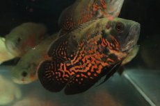 画像1: 【通販 淡水魚】レア種 セミショートボディ ルビーレッドオスカー【１匹 サンプル画像】(±8-9cm)(大型魚)(生体)(熱帯魚)NKO (1)