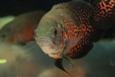 画像2: 【通販 淡水魚】レア種 セミショートボディ ルビーレッドオスカー【１匹 サンプル画像】(±8-9cm)(大型魚)(生体)(熱帯魚)NKO (2)