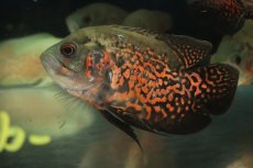 画像3: 【通販 淡水魚】レア種 セミショートボディ ルビーレッドオスカー【１匹 サンプル画像】(±8-9cm)(大型魚)(生体)(熱帯魚)NKO (3)