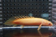画像1: 【淡水魚】【通販】ポリプテルス ショートボディ アルビノセネガルス【1匹 サンプル画像】(±7cm)（生体）(特殊個体)（熱帯魚）NKO (1)