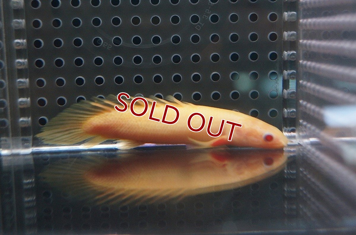 画像2: 【ウィンターセール 10％OFF対象商品】【淡水魚】【通販】ポリプテルス ショートボディ アルビノセネガルス【1匹 サンプル画像】(±7-8cm)（生体）(特殊個体)（熱帯魚）NKO (2)