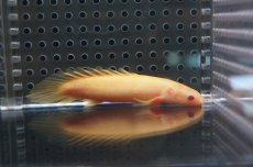 画像2: 【淡水魚】【通販】ポリプテルス ショートボディ アルビノセネガルス【1匹 サンプル画像】(±7cm)（生体）(特殊個体)（熱帯魚）NKO (2)