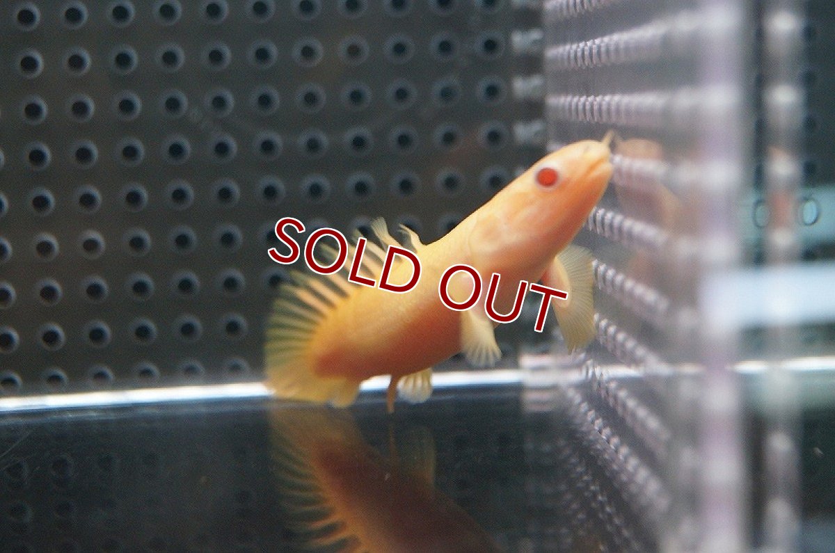 画像3: 【ウィンターセール 10％OFF対象商品】【淡水魚】【通販】ポリプテルス ショートボディ アルビノセネガルス【1匹 サンプル画像】(±7-8cm)（生体）(特殊個体)（熱帯魚）NKO (3)