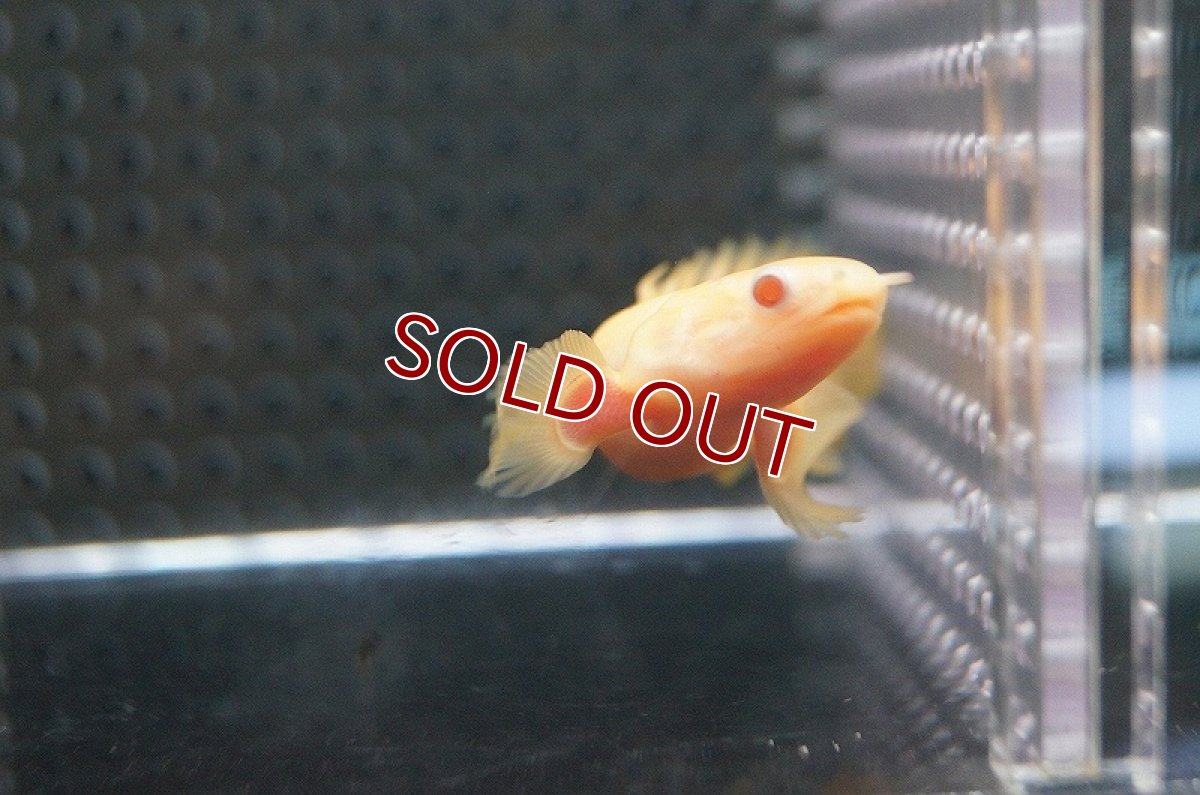 画像4: 【ウィンターセール 10％OFF対象商品】【淡水魚】【通販】ポリプテルス ショートボディ アルビノセネガルス【1匹 サンプル画像】(±7-8cm)（生体）(特殊個体)（熱帯魚）NKO (4)