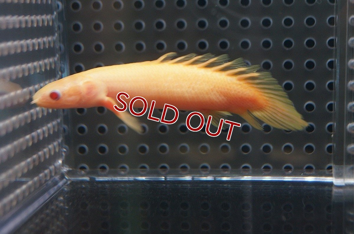 画像5: 【ウィンターセール 10％OFF対象商品】【淡水魚】【通販】ポリプテルス ショートボディ アルビノセネガルス【1匹 サンプル画像】(±7-8cm)（生体）(特殊個体)（熱帯魚）NKO (5)