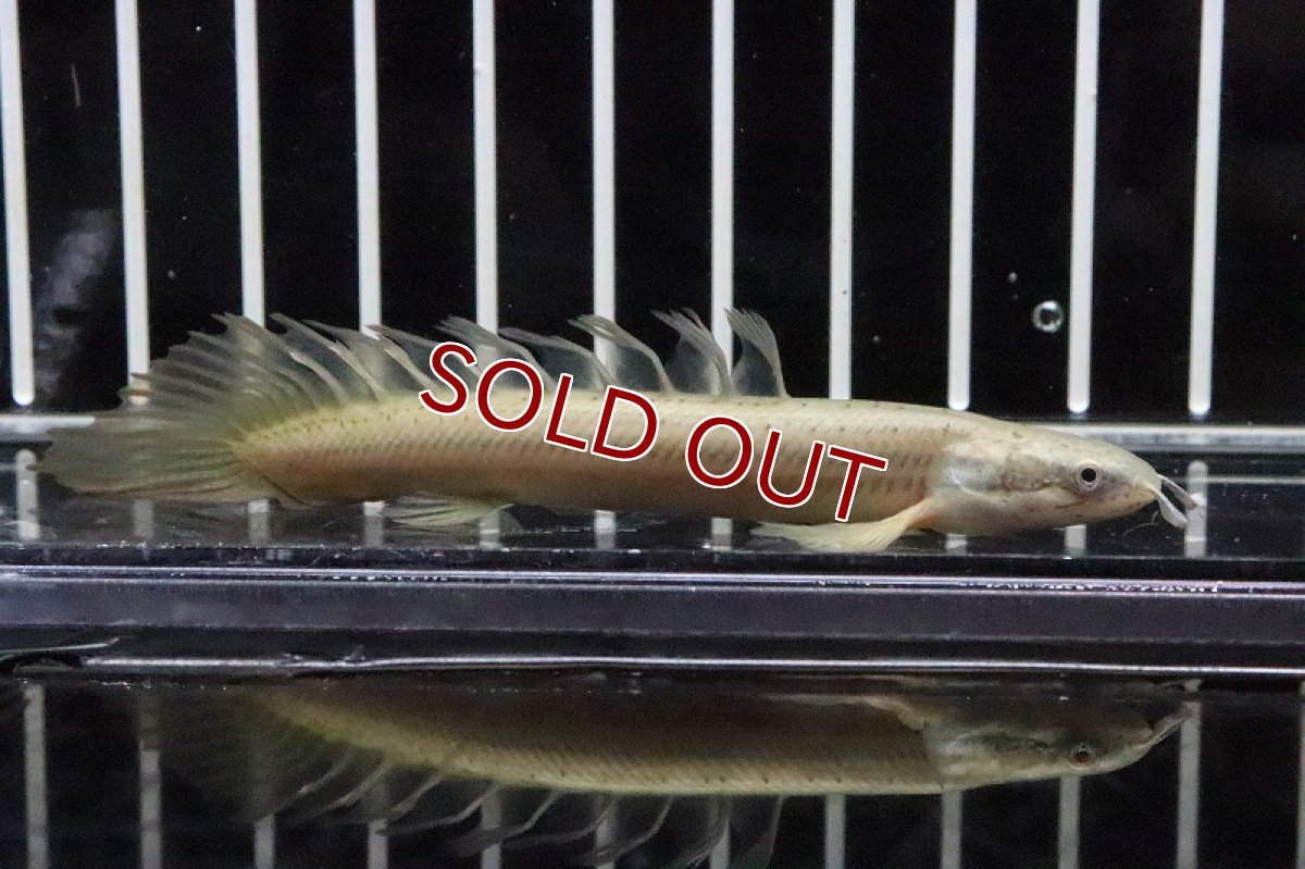 画像2: 【淡水魚】【通販】激レアハイブリッド？ ポリプテルス  ドラゴンフィンセネガルス(ロングフィン)【1匹】(±7-8cm)(大型魚)（熱帯魚）NKO (2)