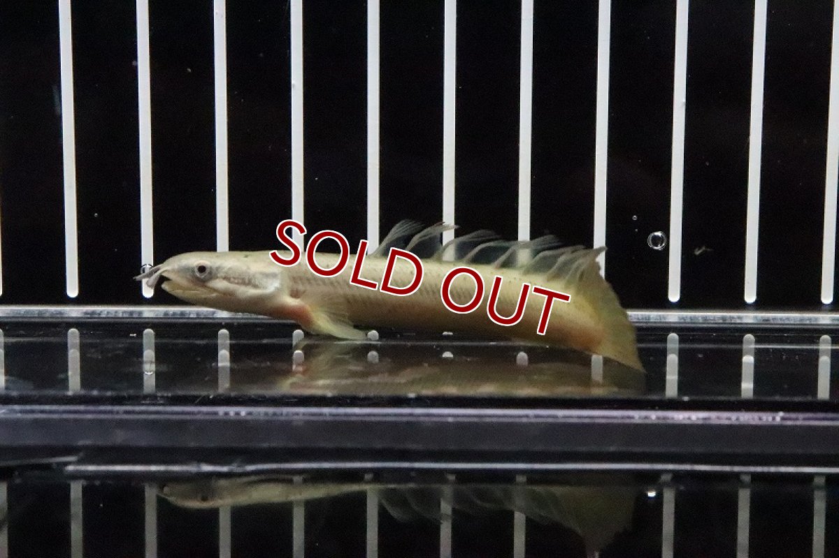 画像3: 【淡水魚】【通販】激レアハイブリッド？ ポリプテルス  ドラゴンフィンセネガルス(ロングフィン)【1匹】(±7-8cm)(大型魚)（熱帯魚）NKO (3)