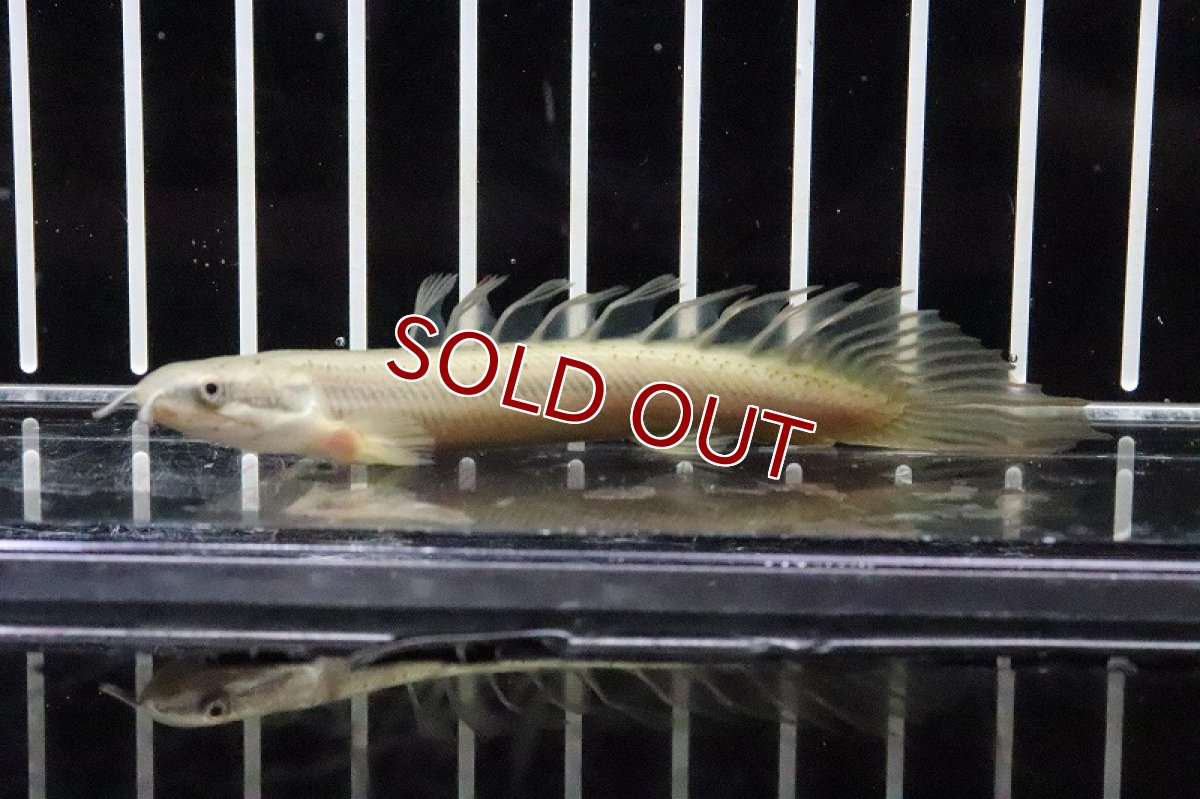 画像4: 【淡水魚】【通販】激レアハイブリッド？ ポリプテルス  ドラゴンフィンセネガルス(ロングフィン)【1匹】(±7-8cm)(大型魚)（熱帯魚）NKO (4)