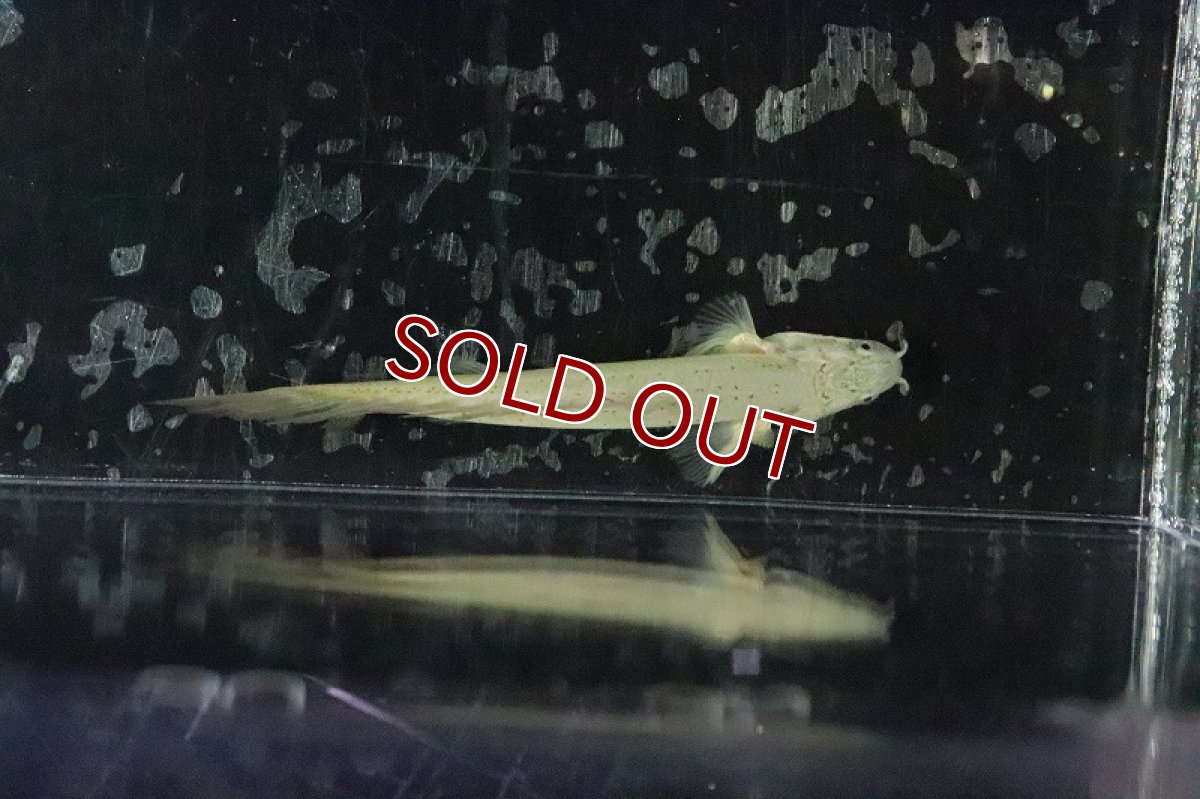 画像6: 【淡水魚】【通販】激レアハイブリッド？ ポリプテルス  ドラゴンフィンセネガルス(ロングフィン)【1匹】(±7-8cm)(大型魚)（熱帯魚）NKO (6)