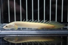 画像1: 【淡水魚】【通販】大特価 白強め ポリプテルス ゴールデンセネガルス【1匹 サンプル画像】(±7-10cm)（生体）(大型魚)（熱帯魚）NKO (1)