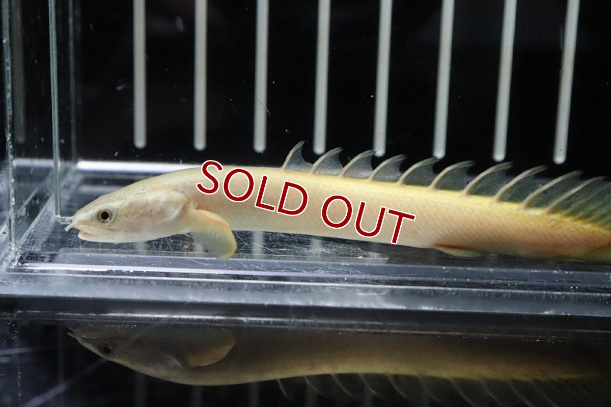 画像2: 【淡水魚】【通販】大特価 白強め ポリプテルス ゴールデンセネガルス【1匹 サンプル画像】(±5-7cm)（生体）(大型魚)（熱帯魚）NKO (2)