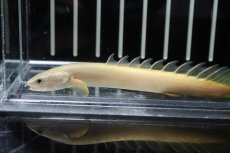 画像2: 【淡水魚】【通販】大特価 白強め ポリプテルス ゴールデンセネガルス【1匹 サンプル画像】(±7-10cm)（生体）(大型魚)（熱帯魚）NKO (2)