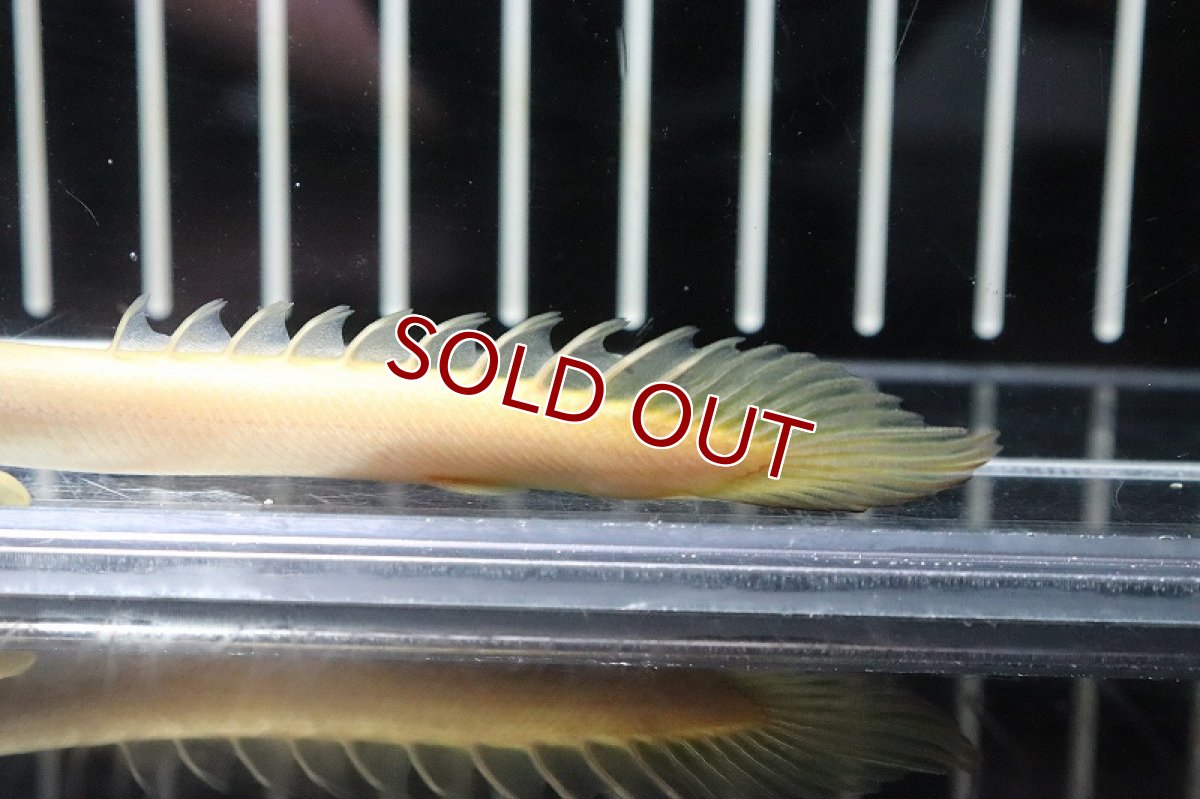 画像3: 【淡水魚】【通販】大特価 白強め ポリプテルス ゴールデンセネガルス【1匹 サンプル画像】(±5-7cm)（生体）(大型魚)（熱帯魚）NKO (3)