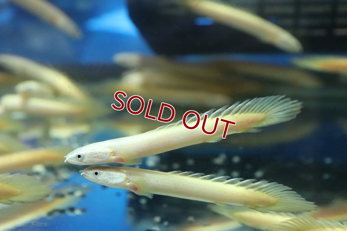 画像4: 【淡水魚】【通販】大特価 白強め ポリプテルス ゴールデンセネガルス【1匹 サンプル画像】(±5-7cm)（生体）(大型魚)（熱帯魚）NKO (4)