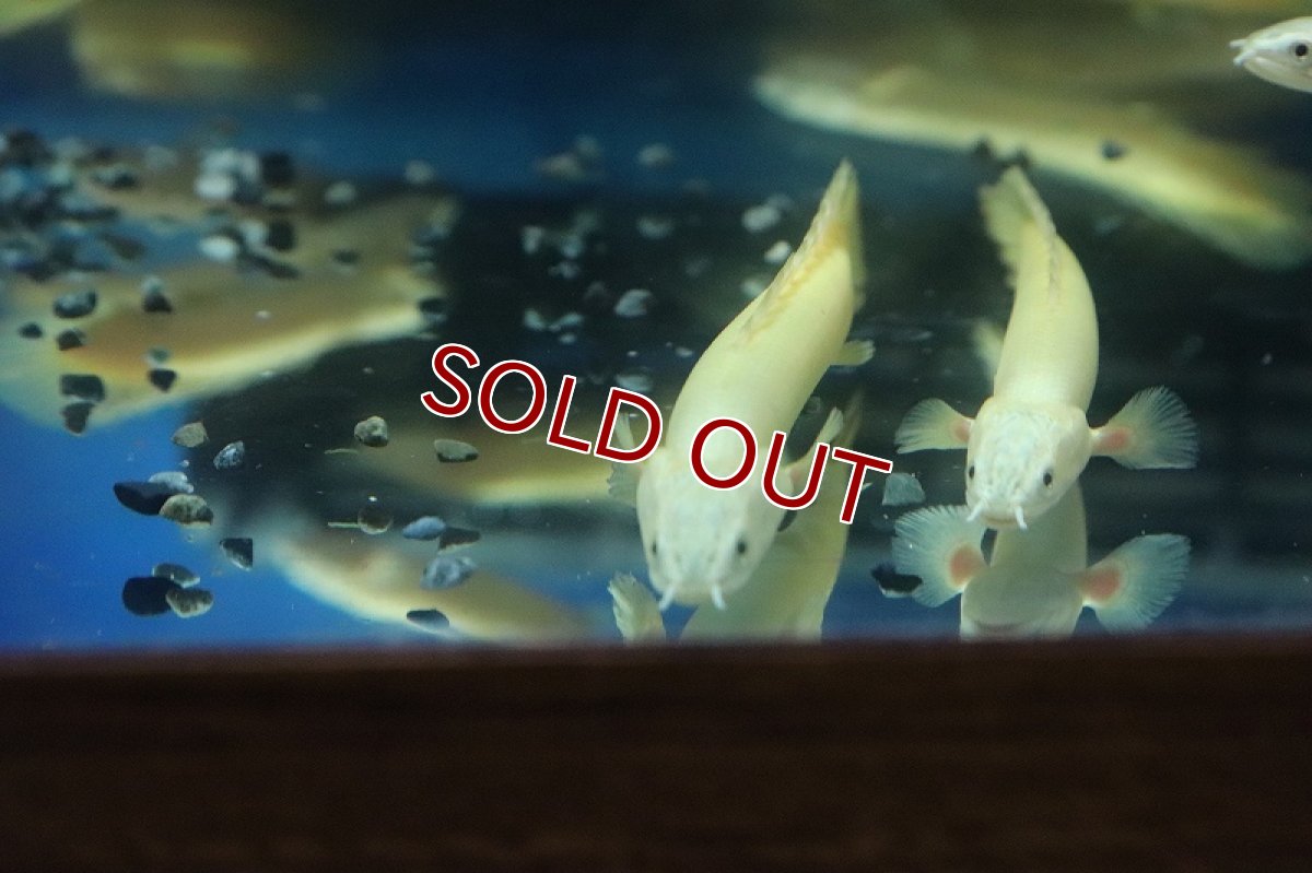 画像5: 【淡水魚】【通販】大特価 白強め ポリプテルス ゴールデンセネガルス【1匹 サンプル画像】(±5-7cm)（生体）(大型魚)（熱帯魚）NKO (5)
