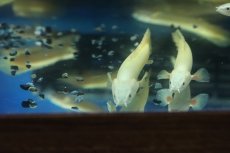 画像5: 【淡水魚】【通販】大特価 白強め ポリプテルス ゴールデンセネガルス【1匹 サンプル画像】(±7-10cm)（生体）(大型魚)（熱帯魚）NKO (5)