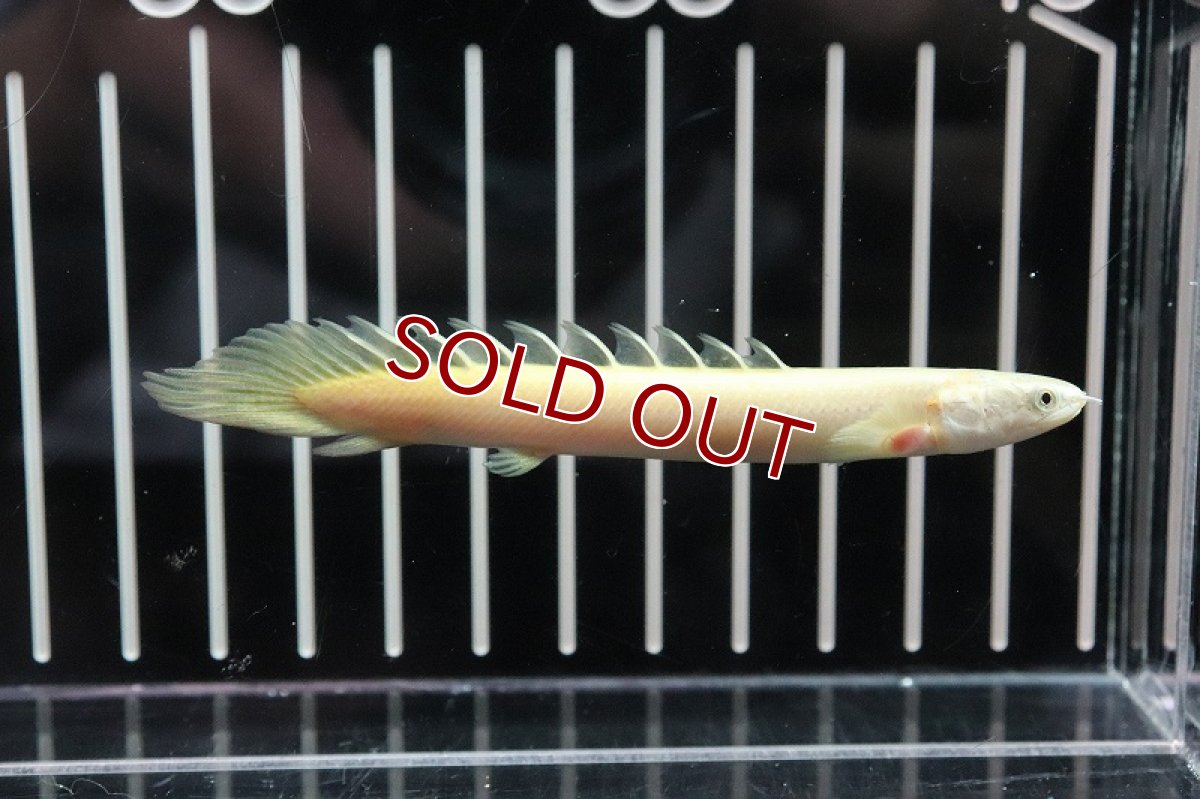 画像6: 【淡水魚】【通販】大特価 白強め ポリプテルス ゴールデンセネガルス【1匹 サンプル画像】(±5-7cm)（生体）(大型魚)（熱帯魚）NKO (6)