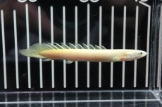 画像6: 【淡水魚】【通販】大特価 白強め ポリプテルス ゴールデンセネガルス【1匹 サンプル画像】(±7-10cm)（生体）(大型魚)（熱帯魚）NKO (6)