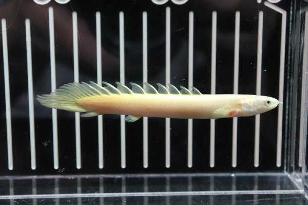 淡水魚】【通販】大特価 ポリプテルス ゴールデンセネガルス【1匹 淡水魚】【通販】大特価 ポリプテルス ゴールデンセネガルス【1匹