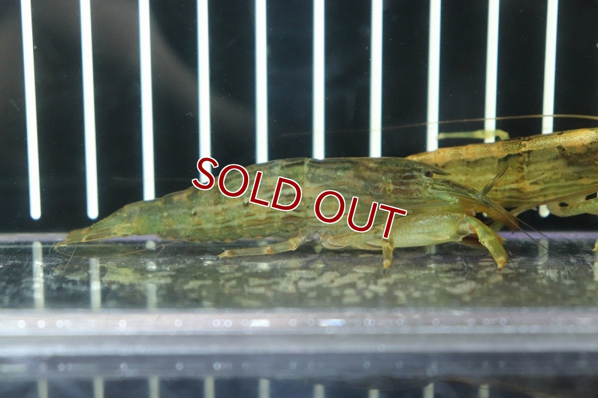 画像2: 【淡水魚】【通販】ロックシュリンプ【1匹サンプル画像販売】(±4cm)(シュリンプ)（生体）（熱帯魚）NK (2)
