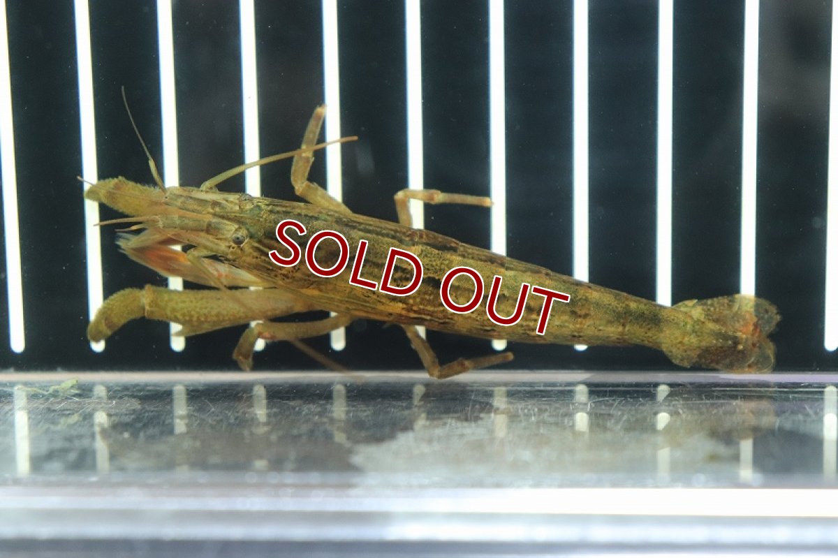 画像3: 【淡水魚】【通販】ロックシュリンプ【1匹サンプル画像販売】(±4cm)(シュリンプ)（生体）（熱帯魚）NK (3)