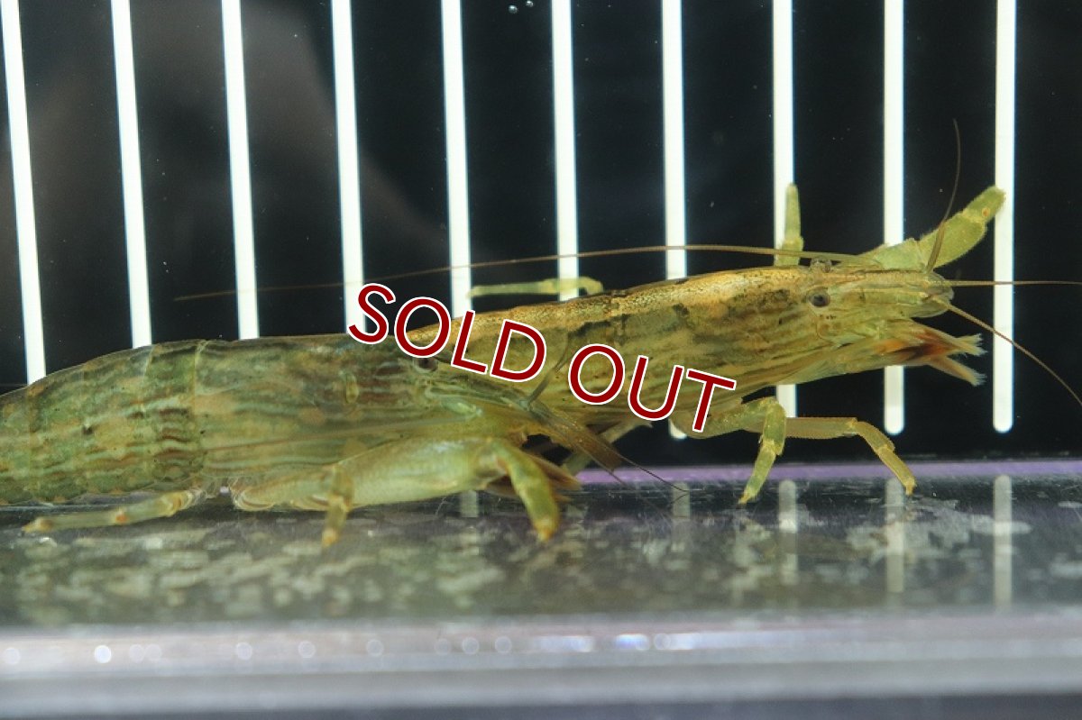 画像4: 【淡水魚】【通販】ロックシュリンプ【1匹サンプル画像販売】(±4cm)(シュリンプ)（生体）（熱帯魚）NK (4)