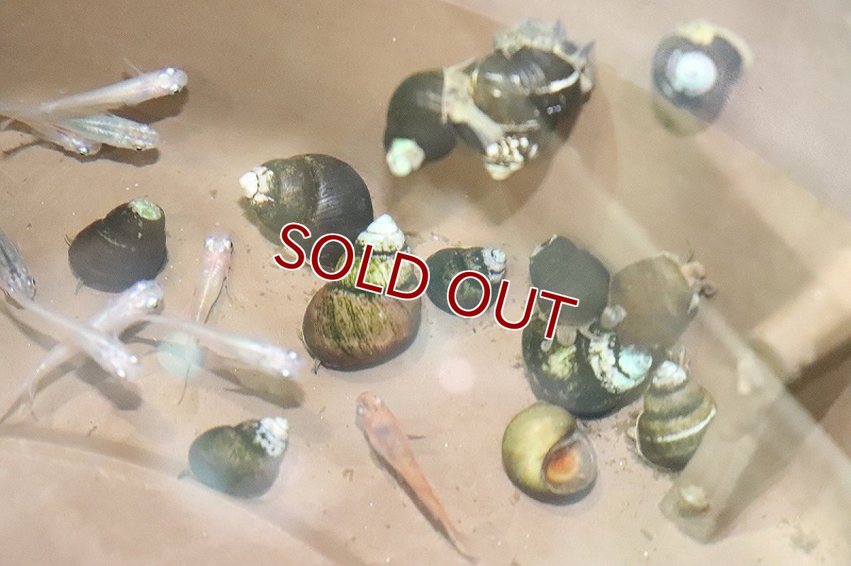 画像2: 【淡水魚】ヒメタニシ【１匹】(コケ取り貝)(生体)(熱帯魚)ＮＫＯ (2)