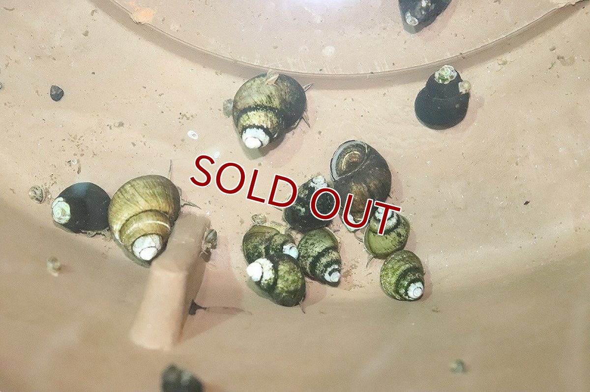 画像3: 【淡水魚】ヒメタニシ【１匹】(コケ取り貝)(生体)(熱帯魚)ＮＫＯ (3)