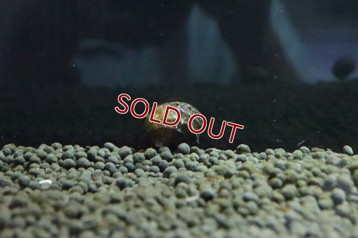 画像2: 【淡水魚】ハリネズミ貝【１匹】(コケ取り貝)（生体）（熱帯魚）NK (2)