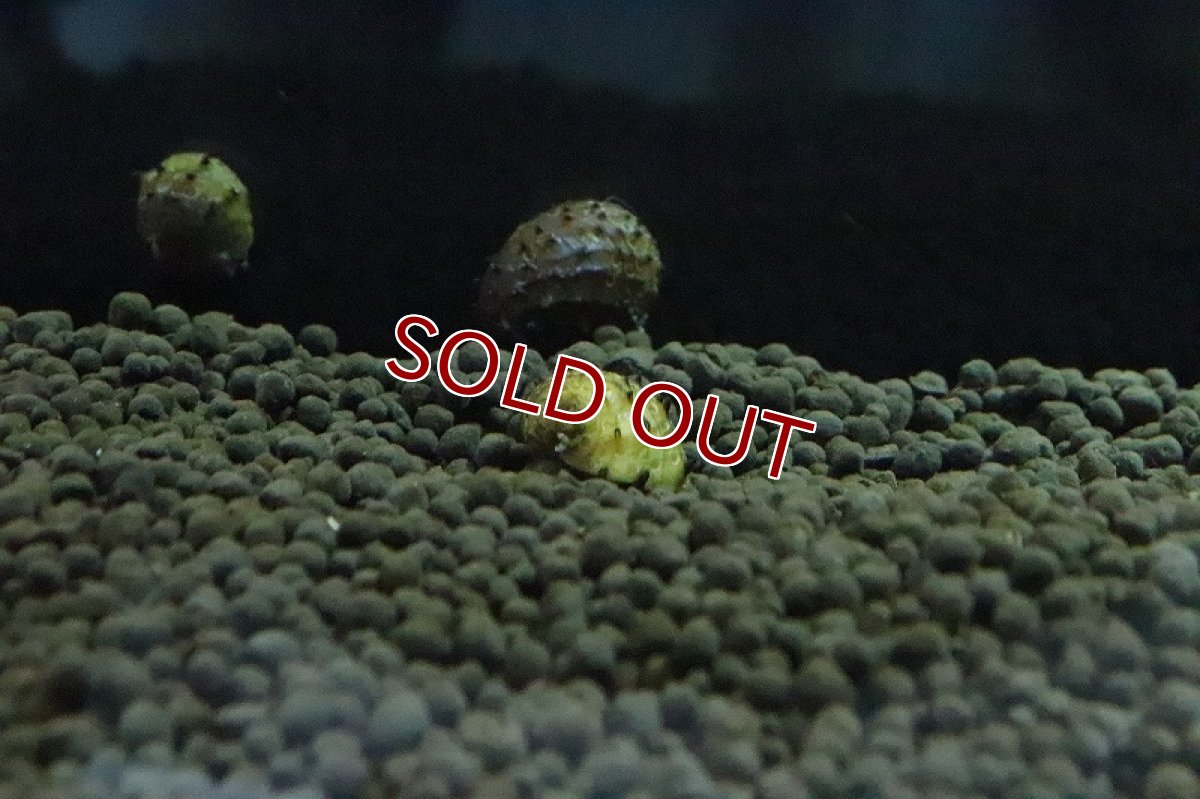 画像3: 【淡水魚】ハリネズミ貝【１匹】(コケ取り貝)（生体）（熱帯魚）NK (3)