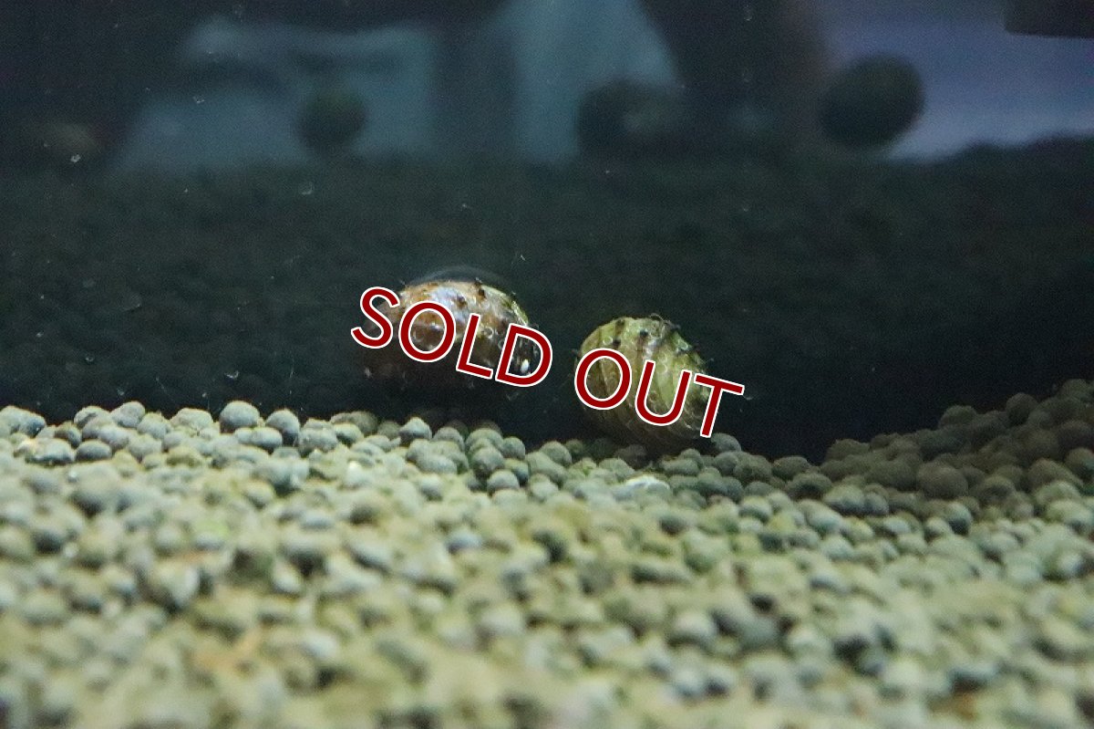 画像4: 【淡水魚】ハリネズミ貝【１匹】(コケ取り貝)（生体）（熱帯魚）NK (4)