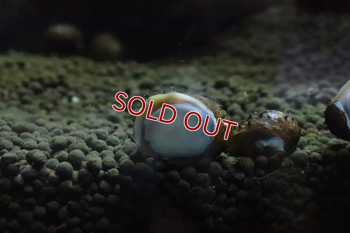 画像5: 【淡水魚】ハリネズミ貝【１匹】(コケ取り貝)（生体）（熱帯魚）NK (5)