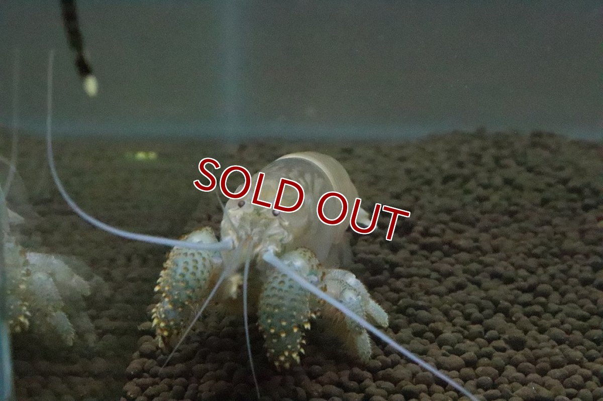 画像2: 【ボーナスセール対象個体　クーポンご利用で更に10％OFF】【エビ】【淡水魚】アフリカンジャイアントロックシュリンプ ワイルド【1匹 サンプル画像】(±5cm)(生体)(淡水)NK (2)