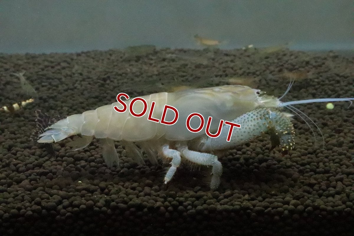 画像4: 【ボーナスセール対象個体　クーポンご利用で更に10％OFF】【エビ】【淡水魚】アフリカンジャイアントロックシュリンプ ワイルド【1匹 サンプル画像】(±5cm)(生体)(淡水)NK (4)