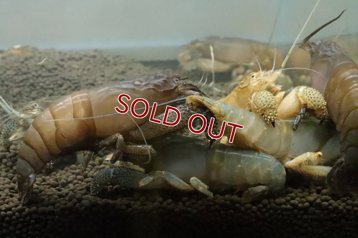 画像5: 【ボーナスセール対象個体　クーポンご利用で更に10％OFF】【エビ】【淡水魚】アフリカンジャイアントロックシュリンプ ワイルド【1匹 サンプル画像】(±5cm)(生体)(淡水)NK (5)