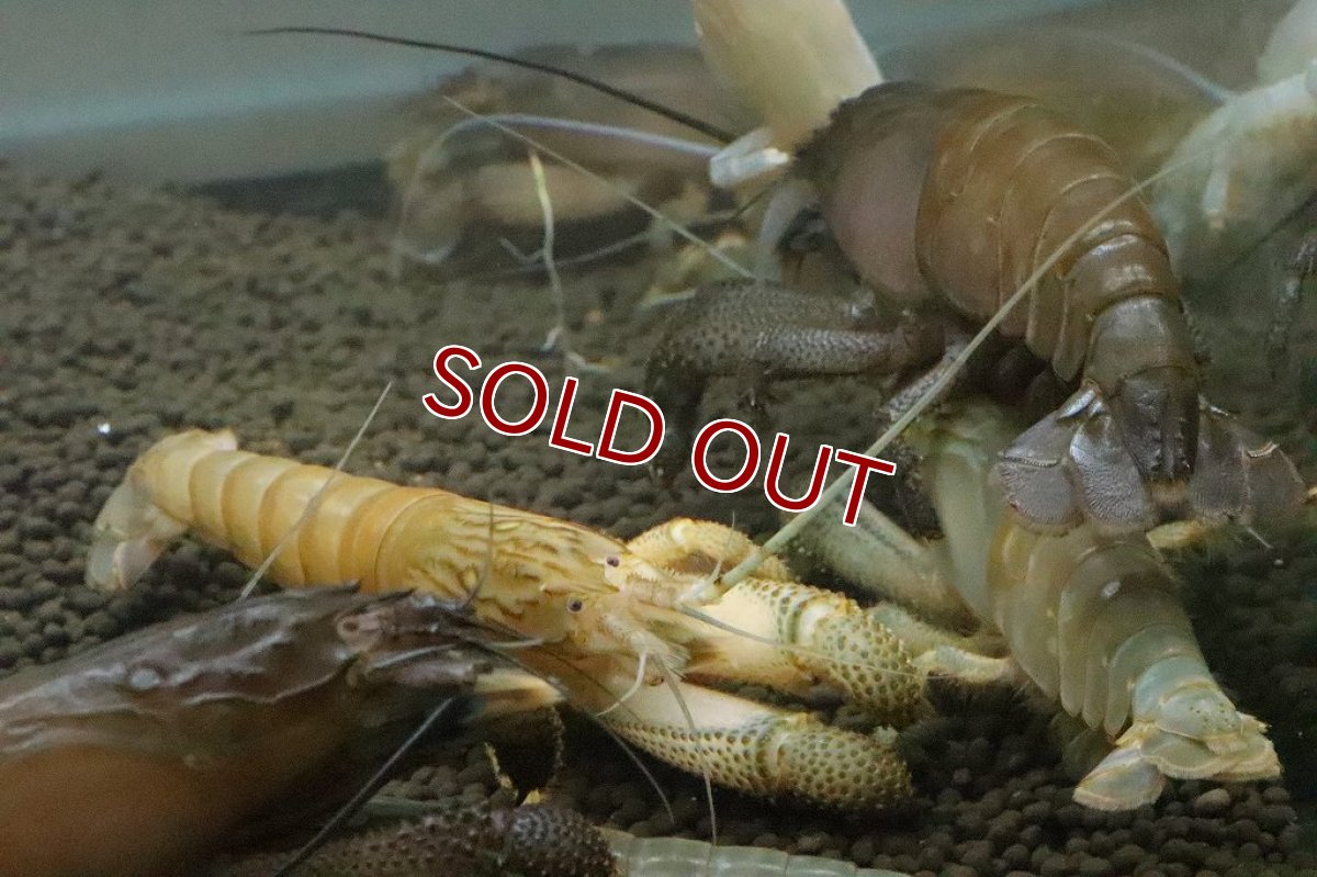画像6: 【ボーナスセール対象個体　クーポンご利用で更に10％OFF】【エビ】【淡水魚】アフリカンジャイアントロックシュリンプ ワイルド【1匹 サンプル画像】(±5cm)(生体)(淡水)NK (6)