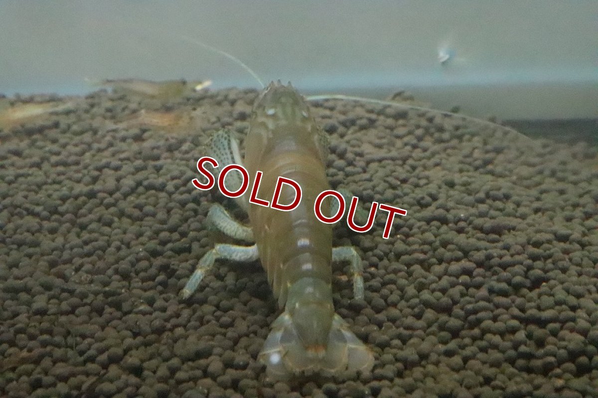 画像7: 【ボーナスセール対象個体　クーポンご利用で更に10％OFF】【エビ】【淡水魚】アフリカンジャイアントロックシュリンプ ワイルド【1匹 サンプル画像】(±5cm)(生体)(淡水)NK (7)