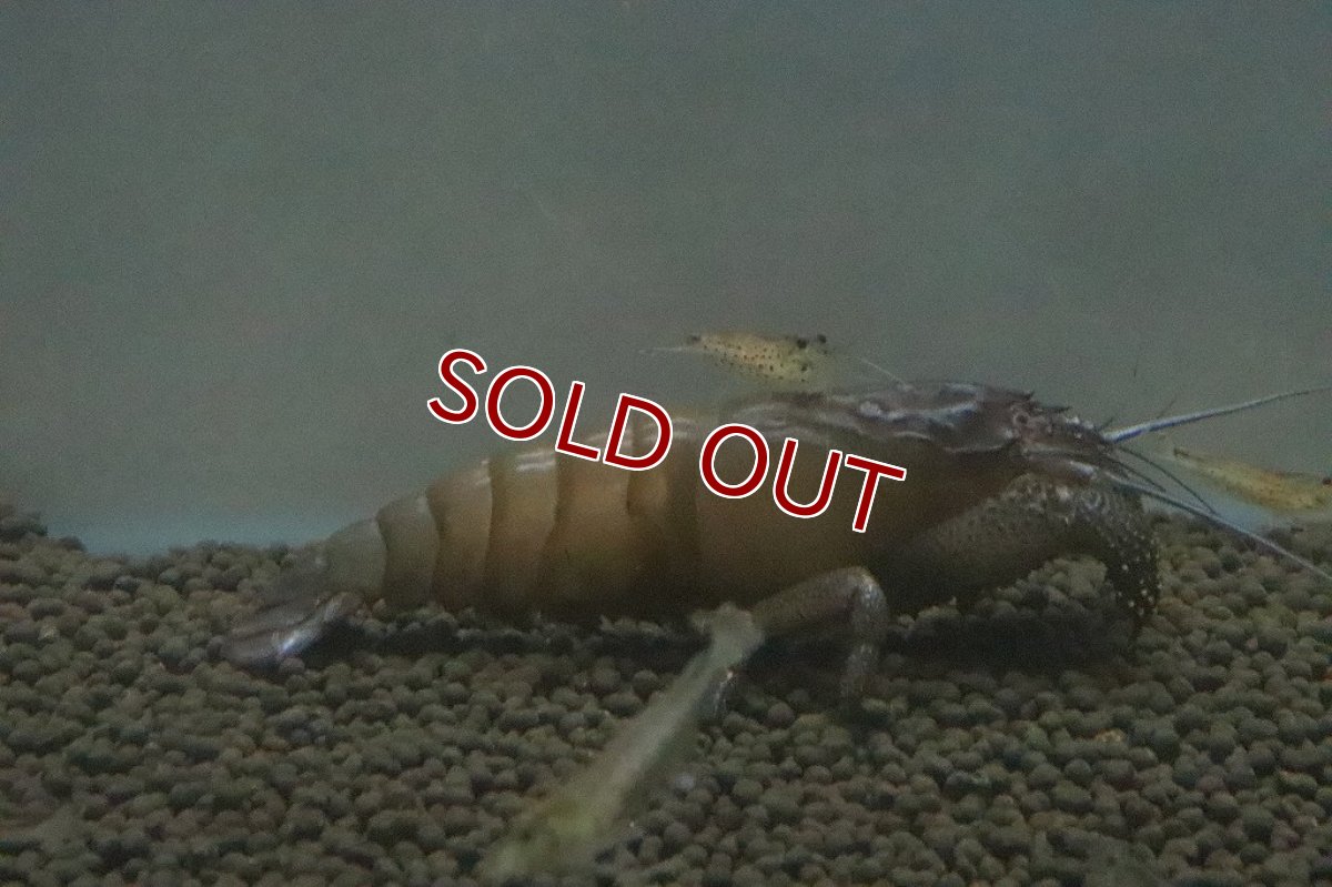 画像8: 【ボーナスセール対象個体　クーポンご利用で更に10％OFF】【エビ】【淡水魚】アフリカンジャイアントロックシュリンプ ワイルド【1匹 サンプル画像】(±5cm)(生体)(淡水)NK (8)