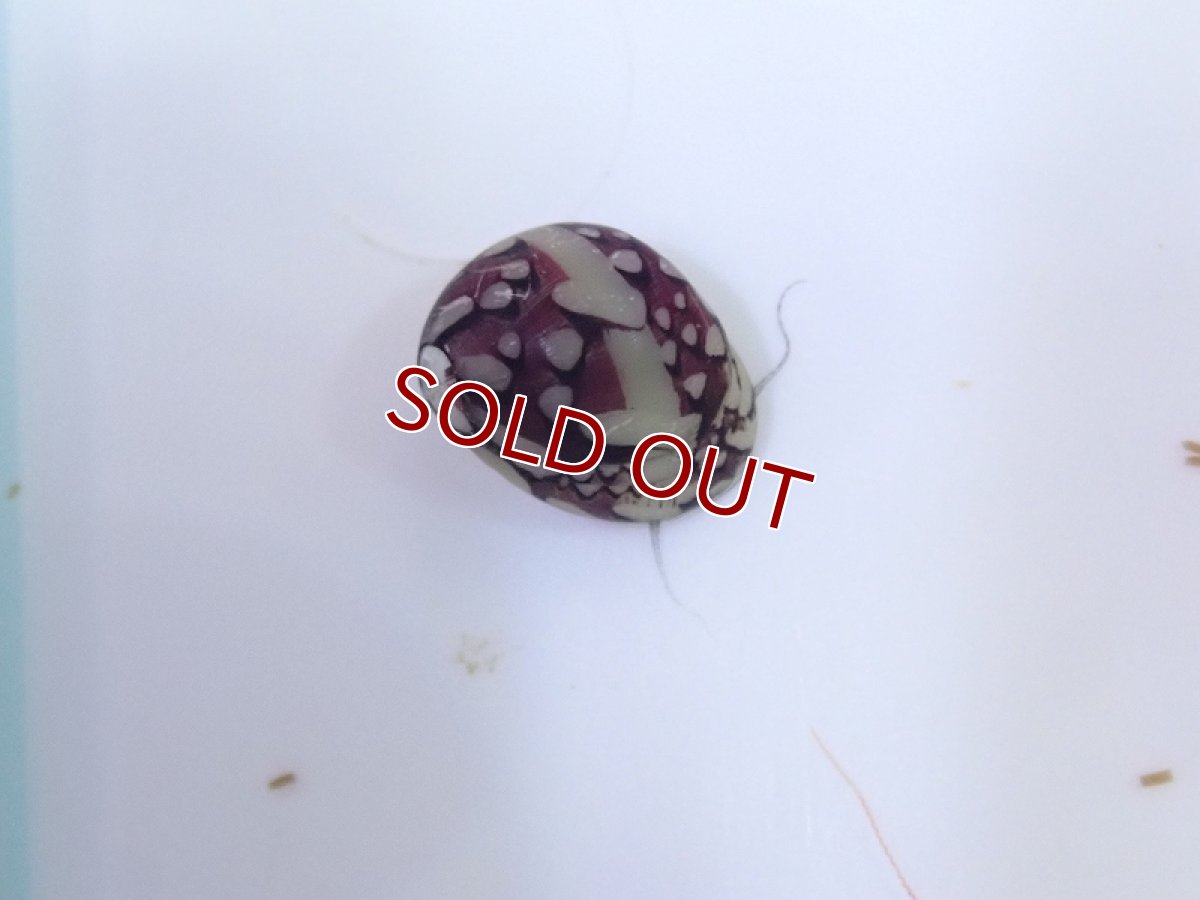 画像2: 【淡水魚】激レア ホウセキカノコガイ ブラジル産 カウイペ湖 ワイルド【１匹 サンプル画像】(貝)(生体)(熱帯魚)NK (2)