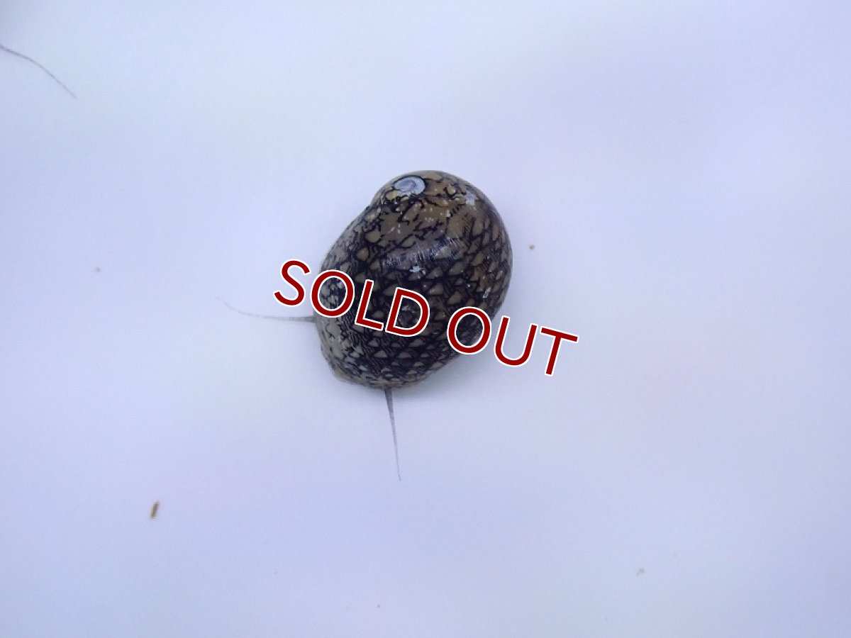 画像2: 【淡水魚】激レア ホウセキカノコガイ ブラジル産 カウイペ湖 ワイルド【１匹 サンプル画像】(貝)(生体)(熱帯魚)NK (2)