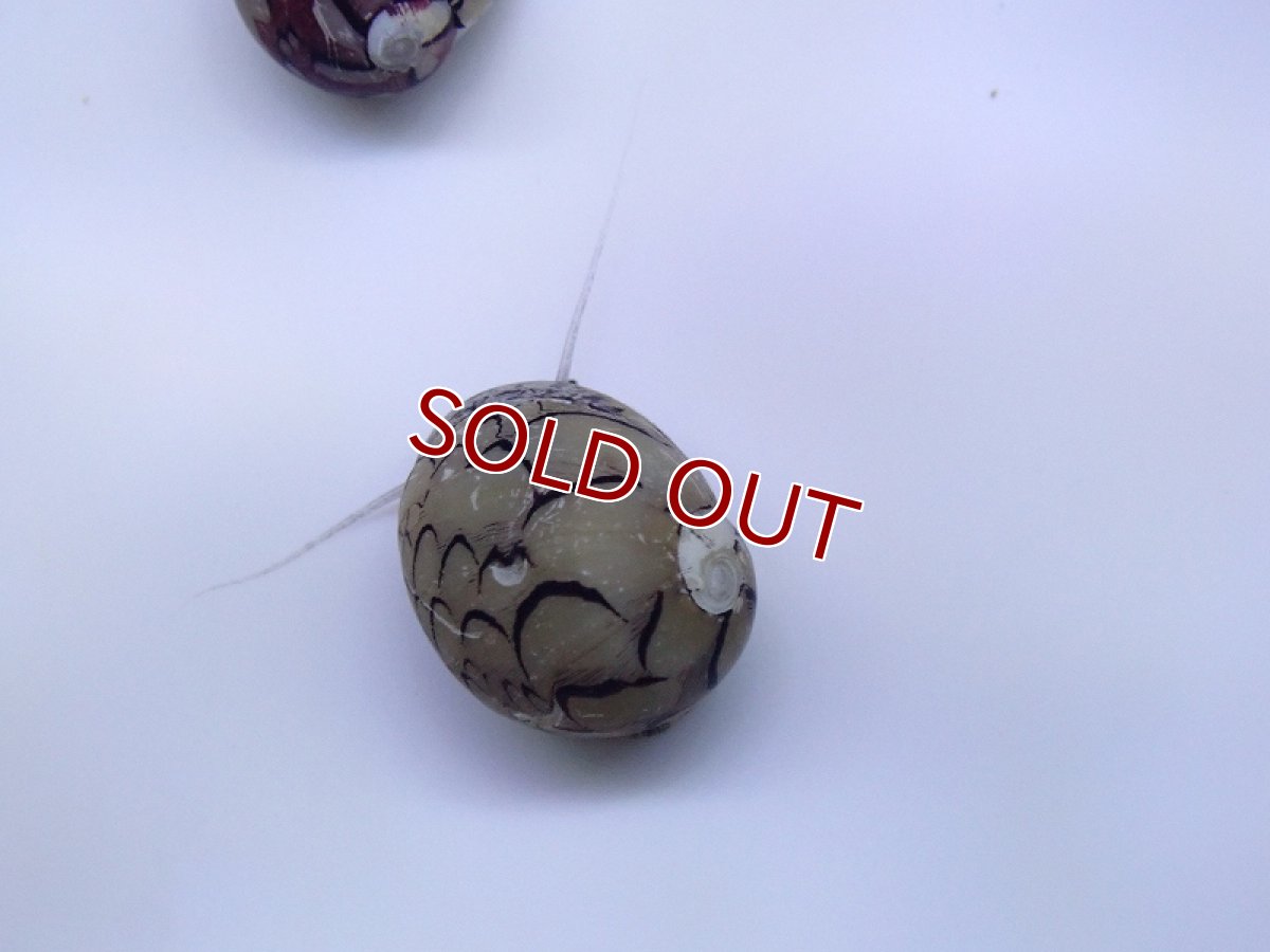 画像2: 【淡水魚】激レア ホウセキカノコガイ ブラジル産 カウイペ湖 ワイルド【１匹 サンプル画像】(貝)(生体)(熱帯魚)NK (2)