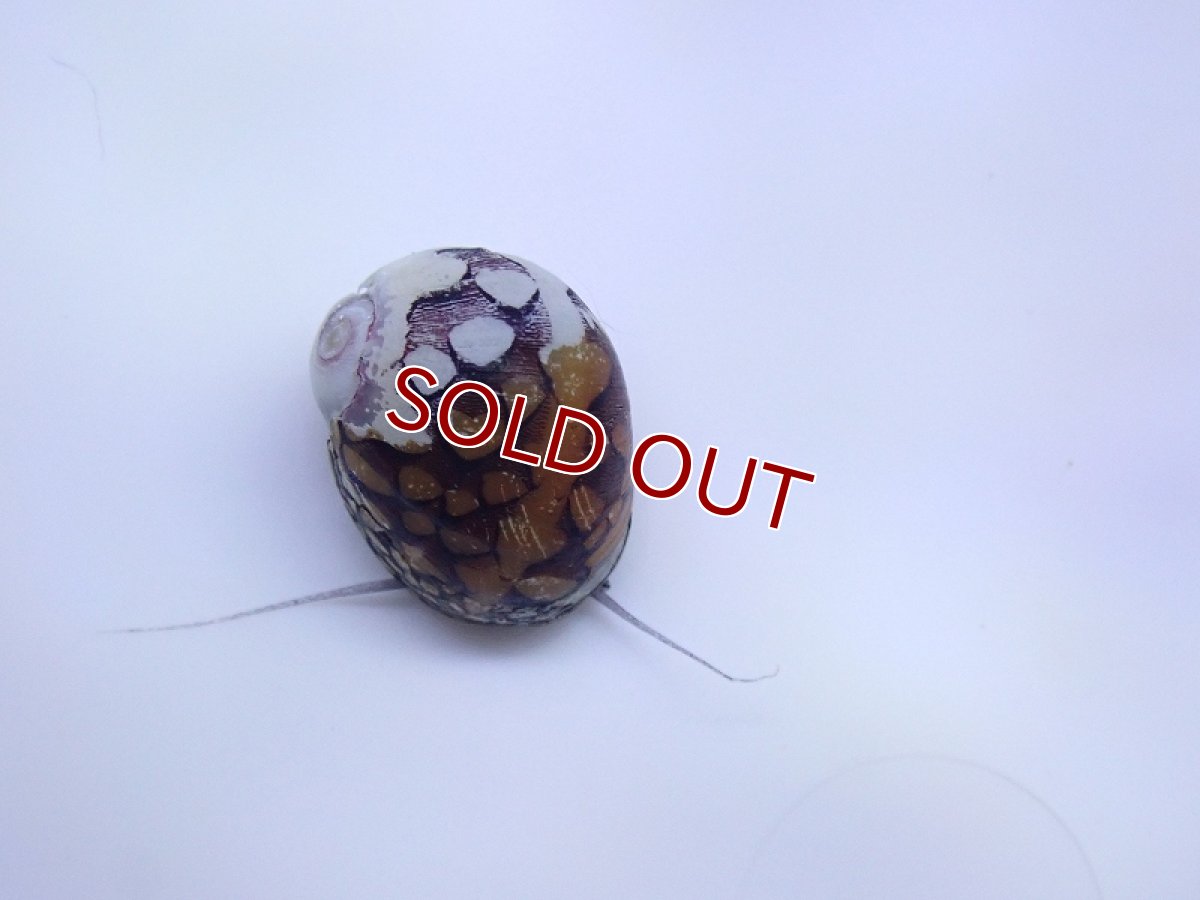 画像2: 【淡水魚】激レア ホウセキカノコガイ ブラジル産 カウイペ湖 ワイルド【１匹 サンプル画像】(貝)(生体)(熱帯魚)NK (2)