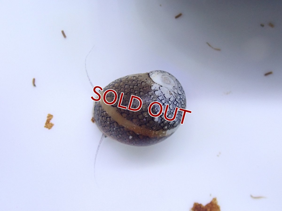 画像2: 【淡水魚】激レア ホウセキカノコガイ ブラジル産 カウイペ湖 ワイルド【１匹 サンプル画像】(貝)(生体)(熱帯魚)NK (2)