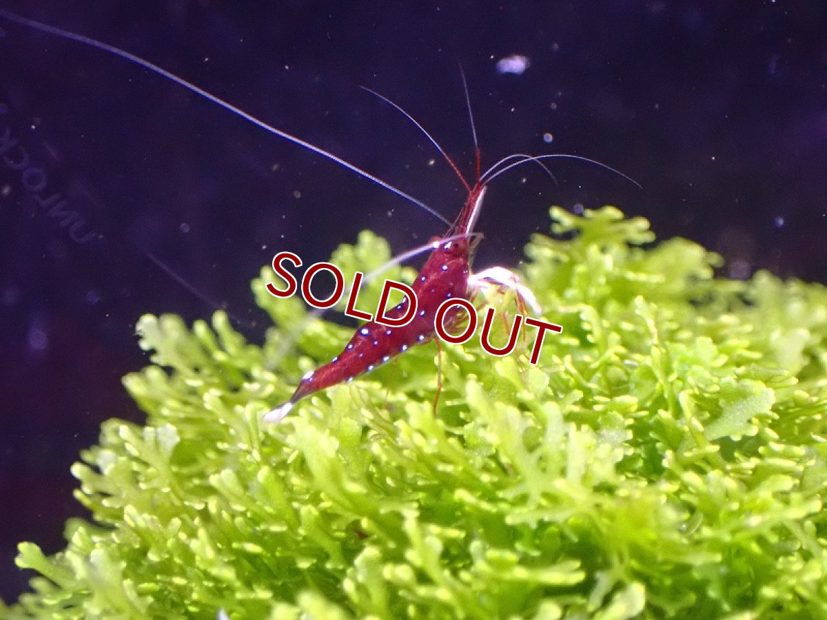 画像2: 【淡水魚】丈夫なブリード個体 ホワイトグローブシュリンプ スラウェシ【1匹 サンプル画像】(シュリンプ)（生体）(熱帯魚)NK (2)